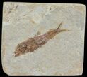 Knightia Fossil Fish - Wyoming #67360-1